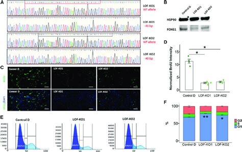 Forebrain Neural Progenitor Cells From Heterozygous Loss Of Function Download Scientific