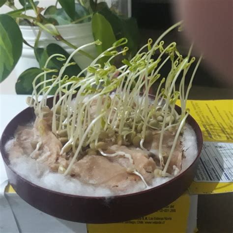 Gu A Paso A Paso Para Crear Un Germinador En Casa Descubre C Mo