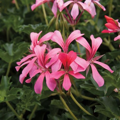 Pelargonium Peltatum Cascade Sofie Ivy Geranium Garden Center Marketing