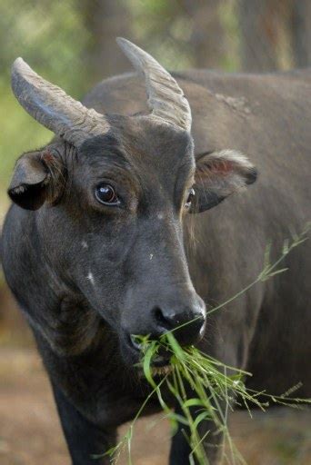 Tamaraw population growing | Inquirer News