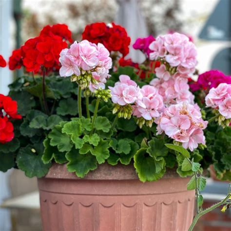 Secrets To Keep Geraniums Blooming Big All Through Summer