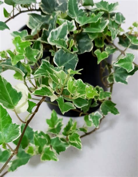 How To Grow And Care Hedera Helix Variegata English Ivy Variegated