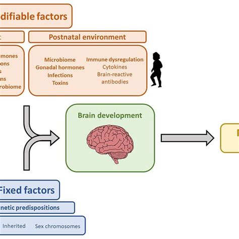 | Genetic and environmental factors that influence brain development... | Download Scientific ...