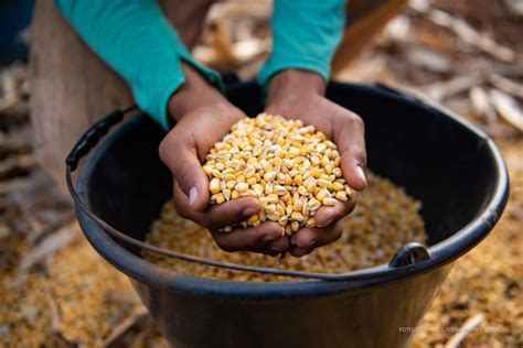 Agricultura Familiar Tecnologia Aplicada No Setor Agro Traz Benef Cios