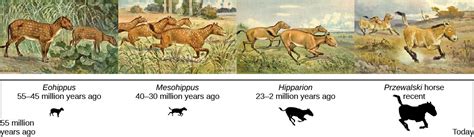 Evidence Of Evolution OpenStax Concepts Of Biology