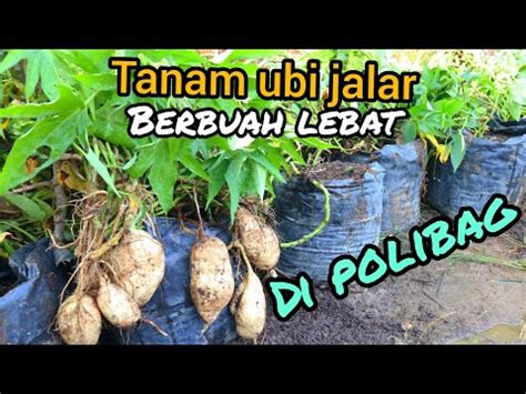 Cara Tanam Ubi Jalar Rambat Di Polybag Agar Berbuah Lebat Youtube