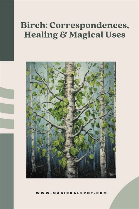 Birch Correspondences Healing Magical Uses Magical Herbs Magical