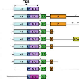 Domain Organization And C Terminal Sequence Alignment Of BBAP And Human