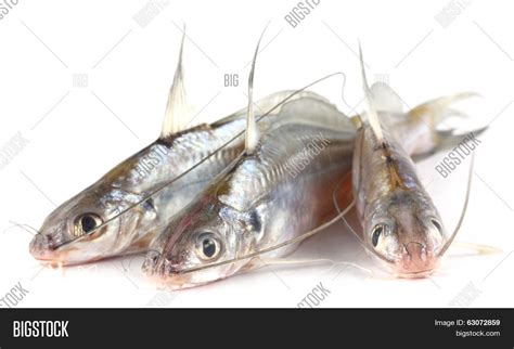 Tengra Fish Bangladesh Image & Photo (Free Trial) | Bigstock