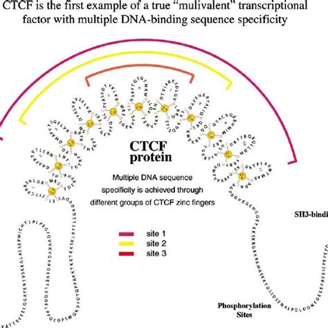 A Model For Ctcf Boris Functions In Normal Cells And In Cancer Download Scientific Diagram