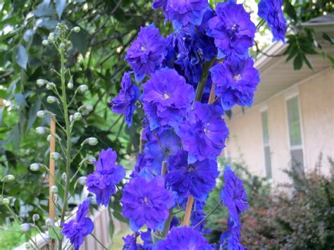 Delphinium Faltz Landscaping Nursery