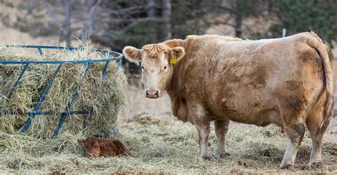 Cattle Chat: Use calving pasture rotation to prevent disease spread