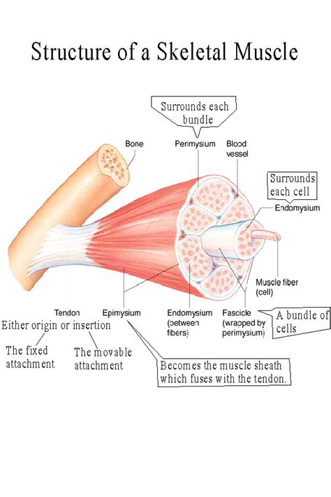 Biol 237 Class Notes Muscle Structure