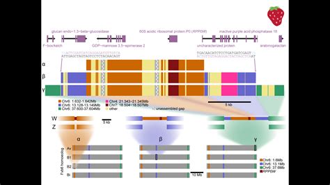 Sex Chromosome Evolution Liston Lab Hot Sex Picture