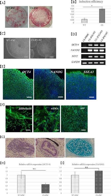 Characterization Of The Cs Ipsc A Alkaline Phosphatase Staining B