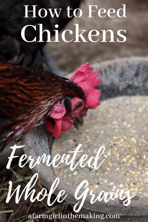 Fermented Chicken Feed Recipe In 2020 Chicken Feed Organic Chicken