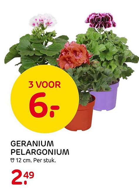 Geranium Pelargonium Aanbieding Bij Praxis Folders Nl