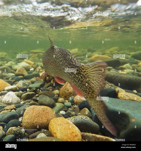 Underwater View Of A Rainbow Trout Swimming Upstream In Montana Creek