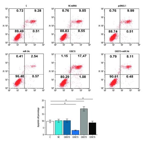 Casc Attenuated The Effects Of Mir C On Cell Apoptosis Cell