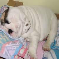 English Bulldog Rescue