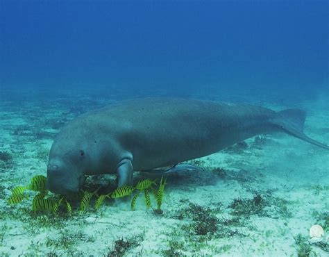 Dugong Watching – Dugong Dive Center