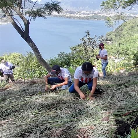 MuniVillaNueva on Twitter Unos 250 arbolitos de ciprés y encino