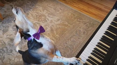 Piano-playing dog from Long Island steals Internet's heart - ABC7 New York