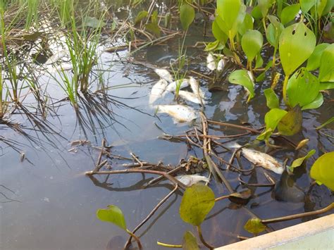 Mortandade De Peixes Assusta Moradores De Guai Ara E Lins Bauru E