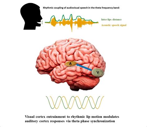 Rhythmic Properties Of Audiovisual Speech And Cortical Oscillations