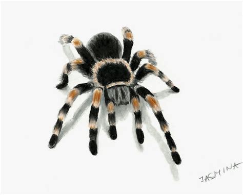 3D drawing of tarantula spider by JasminaSusak on DeviantArt