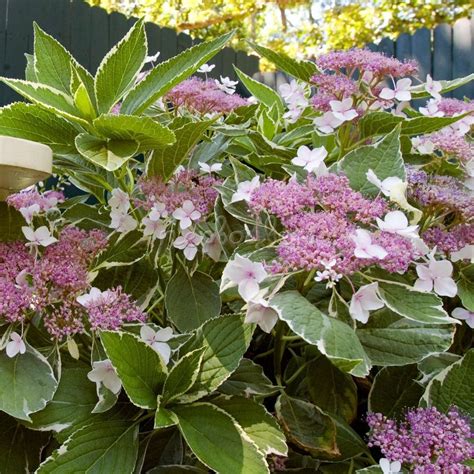 Гортензия крупнолистная Лайт-О-Дэй/Hydrangea macrophylla Light-O-Day С3 ...