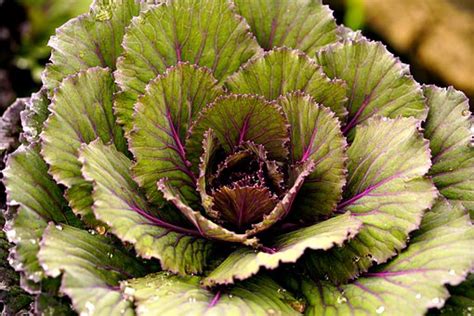 10+ Free Giant Cabbage & Skunk Cabbage Photos - Pixabay