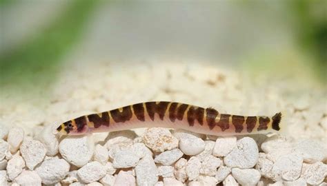 Breeding Kuhli Loaches: Tips and Tank Setup