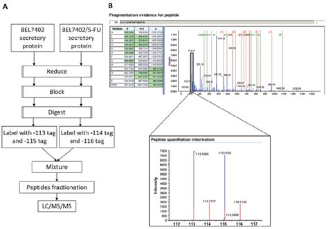 A Flow Chart Of Itraq Proteomics Approach B Representative Ms Ms