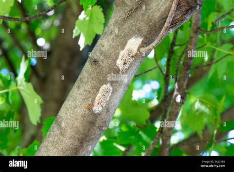 Old Hatched Out Egg Masses Of Spotted Lanternfly Lycorma Delicatula