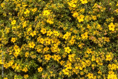 Strauch mit gelben Blüten Stock Photo Adobe Stock