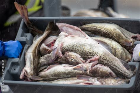 Large Freshly Caught Atlantic Codfish In Black Plastic Fish Buckets