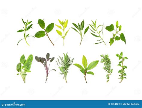 Medicinal And Culinary Herb Leaves Stock Image Image Of Green Herb