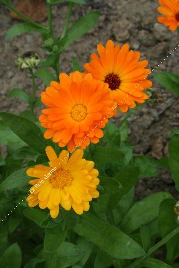 Plant Fleur Souci Calendula Officinal U Le Jardin Du Bard Rou