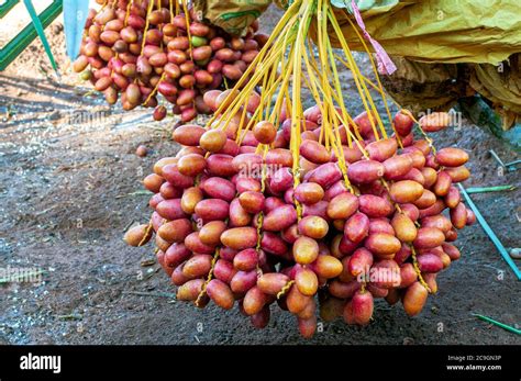 Bunch Of Fresh Red Date Fruit Hanging On Date Fruit Palm Tree Stock