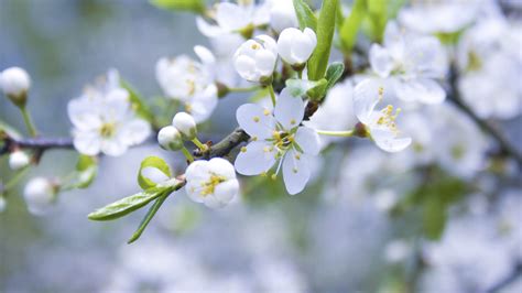 Wallpaper Sunlight Food Flowers Nature Branch Fruit Cherry