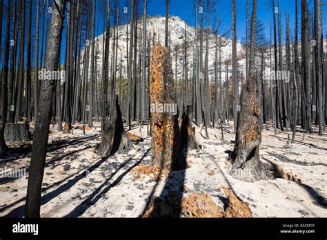 A forest fire destroys an area of forest in the Little Yosemite Valley ...