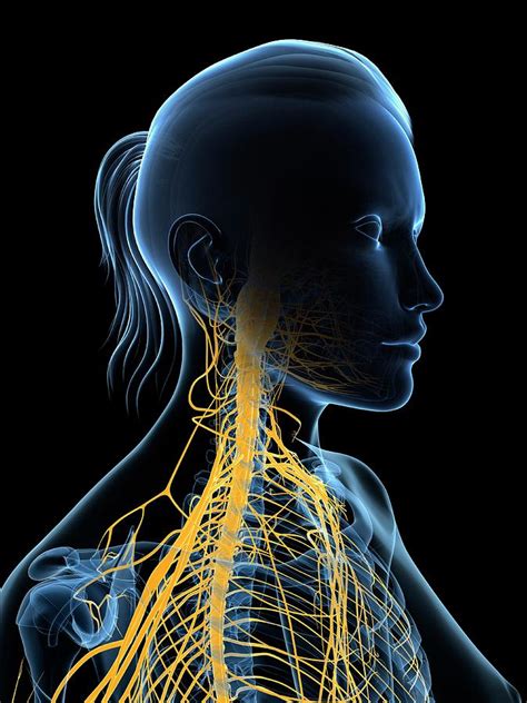 Female Nervous System Photograph By Scieproscience Photo Library