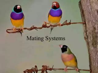 Ppt Mating Systems And Sexual Selection Powerpoint Presentation Free