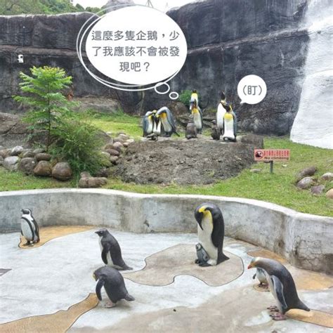 狒狒現身被笑「回六福村補班」！動物園發文點工讀生笑翻 社會萬象 生活 Nownews今日新聞