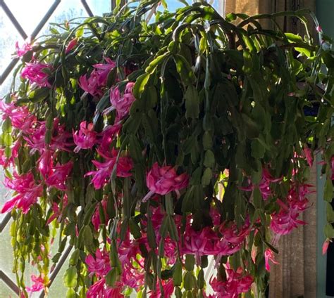 Are Coffee Grounds Good For Christmas Cactus How And When To Use