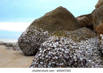 8,198 Rock Oyster Images, Stock Photos & Vectors | Shutterstock