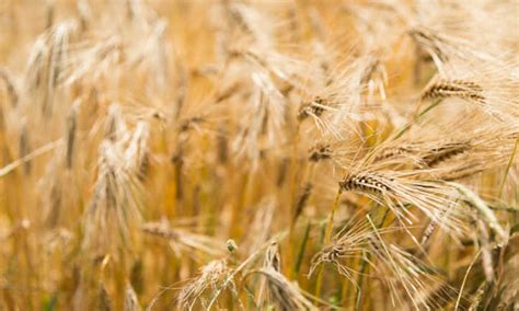 Wheat Vs Barley What S The Difference Epic Gardening