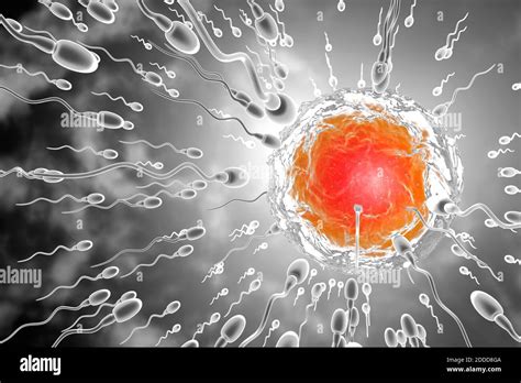 3d Rendered Illustration Of Sperm Cells Racing To Fertilize Egg Stock