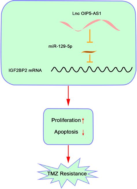 Diagram For The Molecular Mechanism In Glioma Cells LncRNA OIP5 AS1